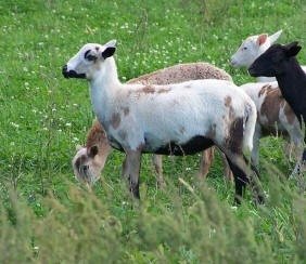 Registered Painted Desert Ewes F 861