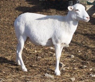 Registered Painted Desert Ewes F-975