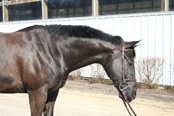 Horse Motown
