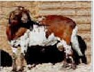 Damara Sheep,Livestock
