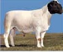 Dorper  Sheep , Livestock 
