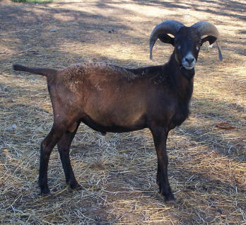 Corsican  Ram  sheep