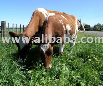 Cattle for Sale and Ayrshire Cattle for sale