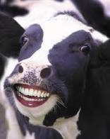 LIFE COWS FOE SALE