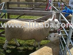 Border Leicester Sheeps (Sheep)