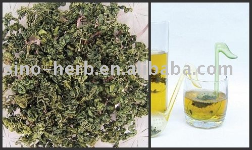 Gynostemma Pentaphyllum  Tea /Jiaogulan  Tea , Harvest  in Autumn