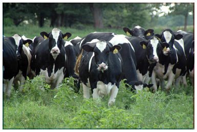  Holstein   cows 