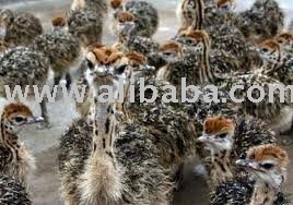 ostrich baby