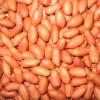 Roasted Peanut With Red Skin