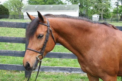 Horse  Teddy 