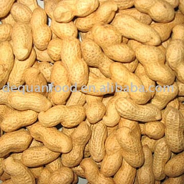 seaflower type Groundnut inshell