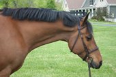 Horse    Debon