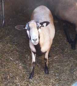 Registered Painted Desert Ewes F-1115