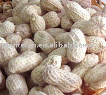 Shandong peanut in shell