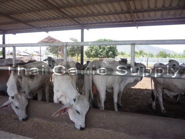 Thai Brahman