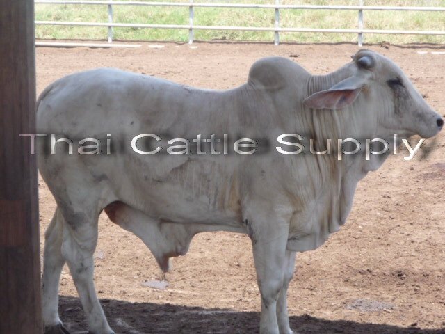 Live Cattle from Thailand