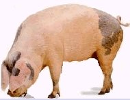  Pork   products 