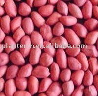 Shandong red skin peanut kernels