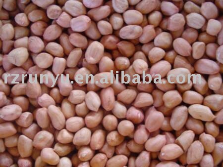  round   peanut  kernel( round   shape   peanut  kernel)