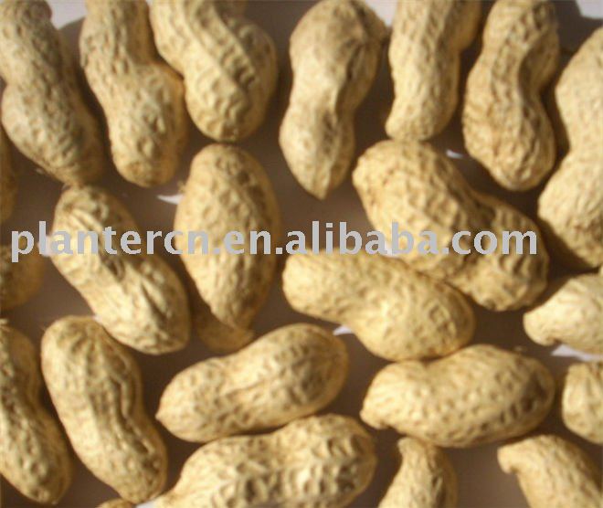  Shandong   Peanut s in  shell 