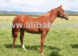 Leaguer Friends horse
