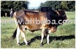 Live Cattle