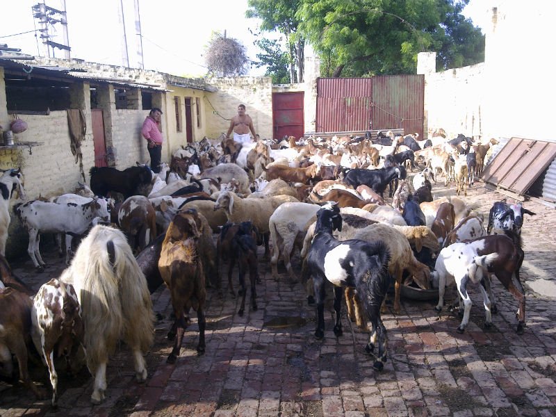  LIVE   CATTLE  FOR QURBANI