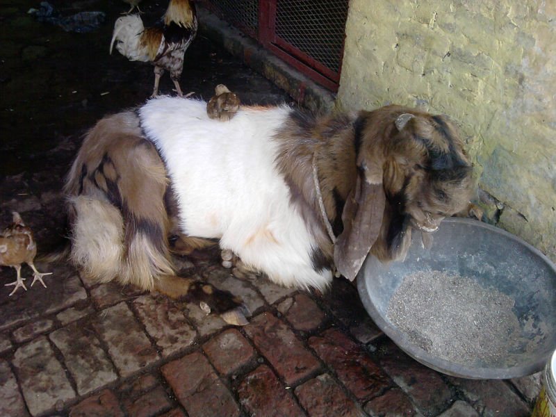 live goat