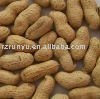 fried peanut kernels(salted peanut kernels)