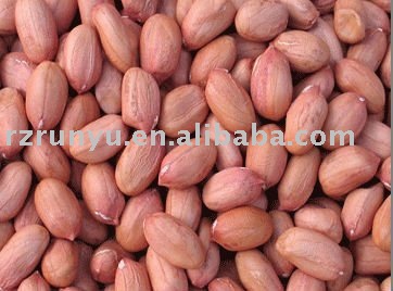 long shape  peanut  kernel  2011 