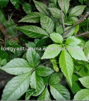 Tianma gynostemma tea ( seven-leaf ginseng teabag )