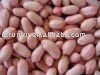 long  red   peanut  kernel(raw  peanut  kernel)