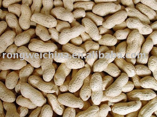 Washed  Peanut  in  shell