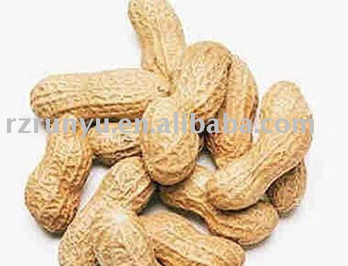 red peanut in shell