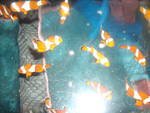 amphiprion ocellaris/percula clown
