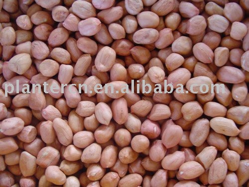 Chinese groundnut kernels