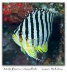 Centropyge multifaciatus-Banded angel