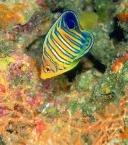 pygoplite diacanthus