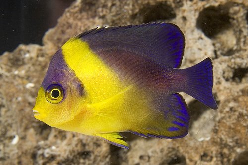 Holocanthus venusta/Halfmoon angel