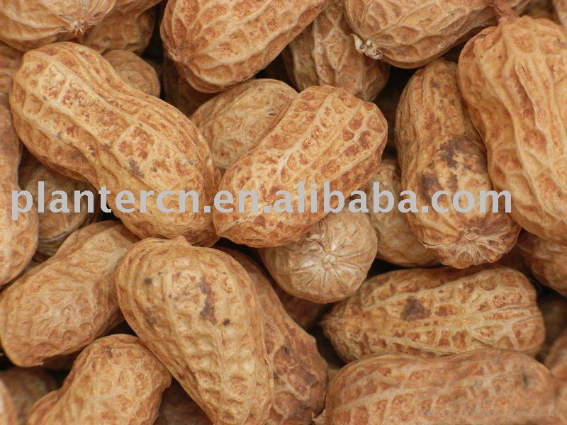 Shandong   peanut in shell