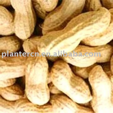 Shandong  Perfect Peanut in Shell