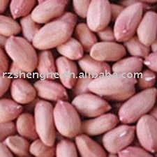 Chinese 2010 CROP long shaped peanut kernels