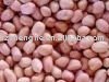Chinese large round type peanut kernels