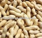 2010 new crop shandong origin peanut in shell