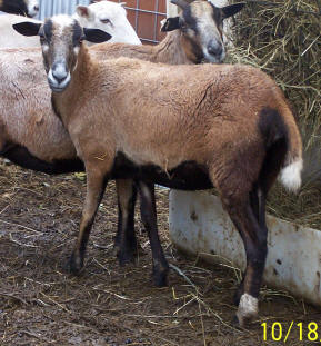 Registered Painted Desert Ewes F-747