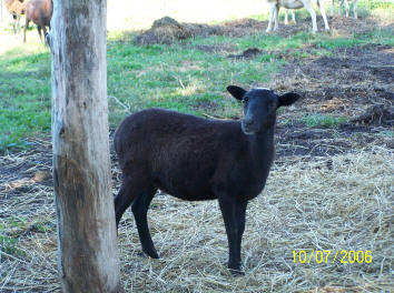 Registered Painted Desert Ewes  F-699
