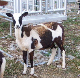 Registered Painted Desert Ewes  F-1043