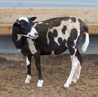 Registered Painted Desert Ewes  F-1064