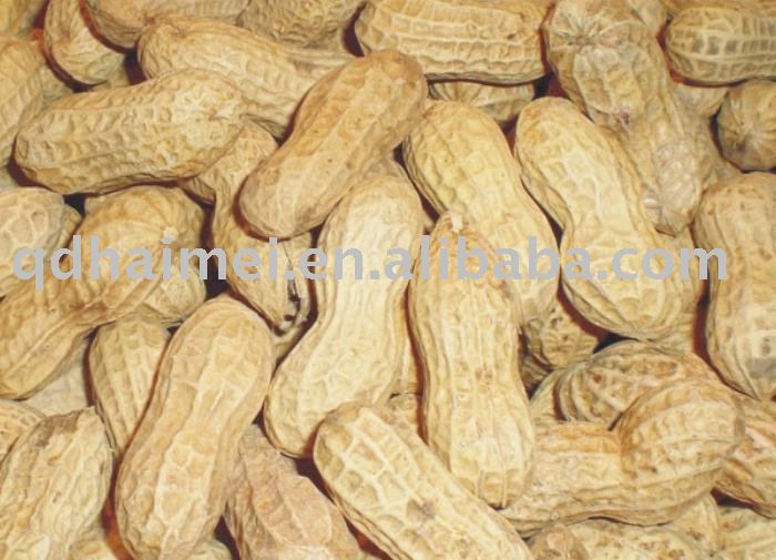 9/11 fresh Peanut in shell