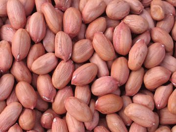 peanut kernels-round shape